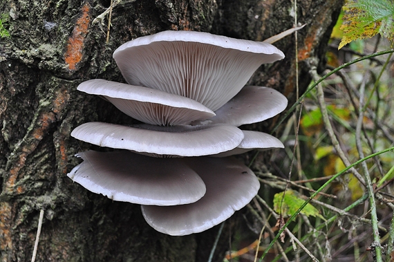 hliva ustricovitá Pleurotus ostreatus (Jacq.) P. Kumm.