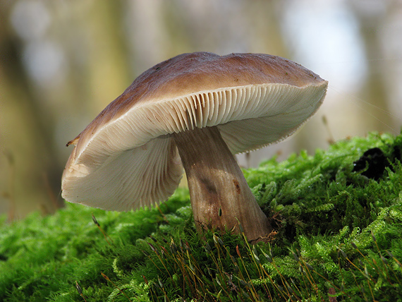 štítovka jelenia Pluteus cervinus (Schaeff.) P. Kumm.