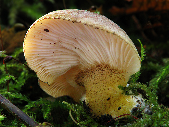 pňovka neskorá Sarcomyxa serotina (Pers.) P. Karst.