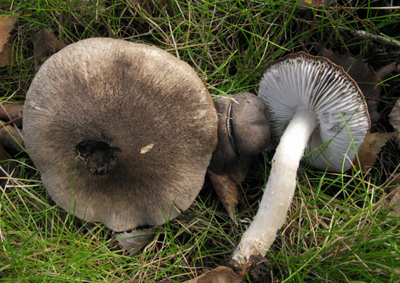 čírovka sivookrová Tricholoma scalpturatum (Fr.) Quél.