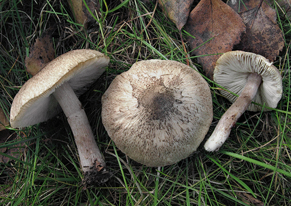 čírovka sivookrová Tricholoma scalpturatum (Fr.) Quél.