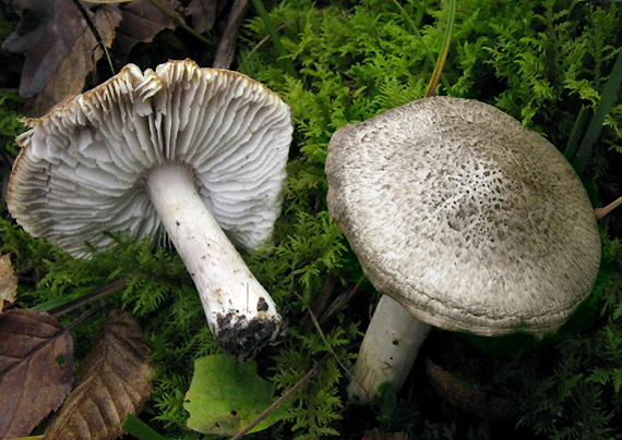 čírovka Tricholoma sp.