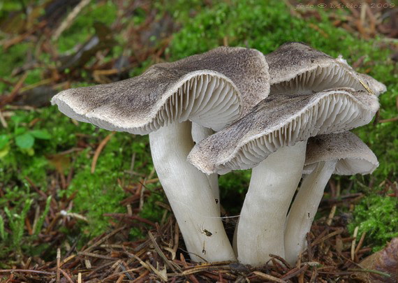 čírovka zemná Tricholoma terreum (Schaeff.) P. Kumm.