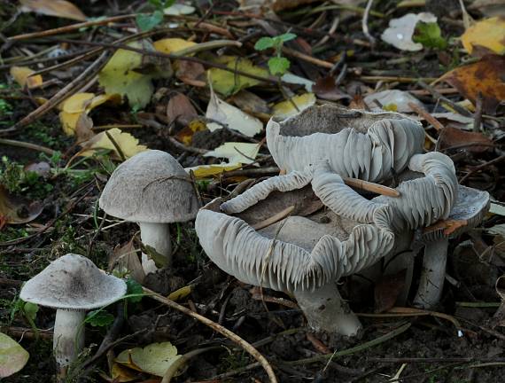 čírovka zemná Tricholoma terreum (Schaeff.) P. Kumm.