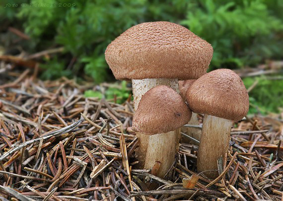 čírovka škridlicovitá Tricholoma vaccinum (Schaeff.) P. Kumm.