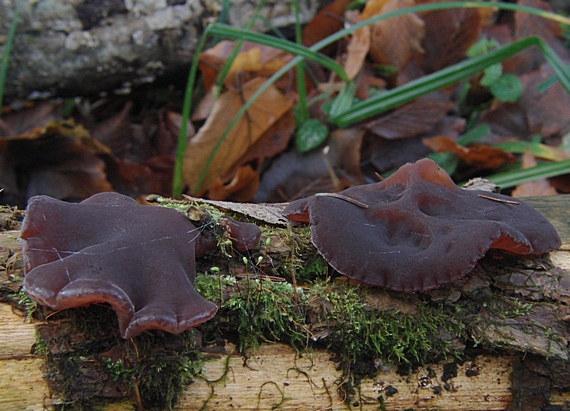 uchovec bazový Auricularia auricula-judae (Bull.) Quél.