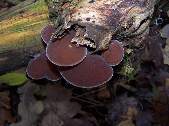 uchovec bazový Auricularia auricula-judae (Bull.) Quél.