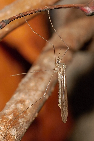 bahniarka Austrolimnophila ochracea