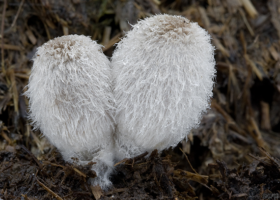 hnojník chlpatý Coprinopsis lagopus (Fr.) Redhead, Vilgalys & Moncalvo