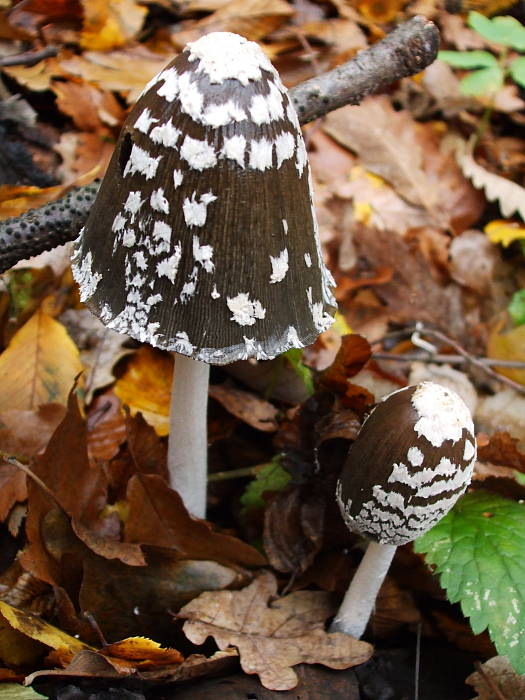 hnojník strakatý Coprinopsis picacea (Bull.) Redhead, Vilgalys & Moncalvo