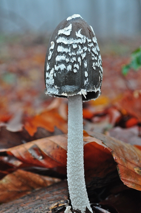 hnojník strakatý Coprinopsis picacea (Bull.) Redhead, Vilgalys & Moncalvo