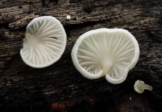 pahliva? Crepidotus sp.?