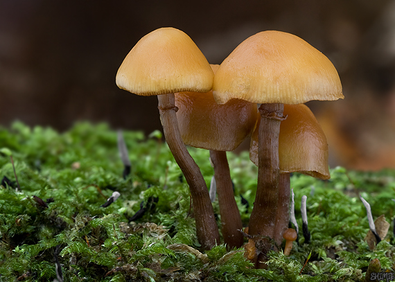 kapucňovka okrovohnedastá Galerina marginata (Batsch) Kühner