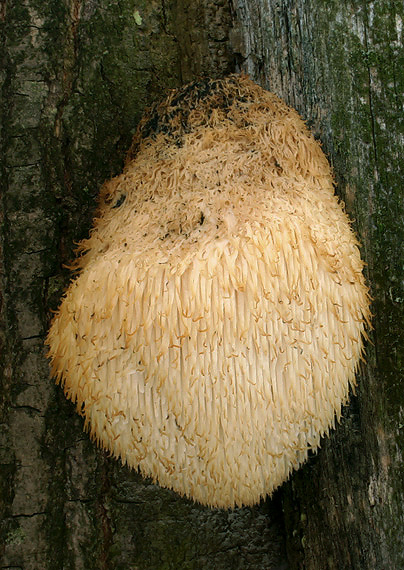 koralovec ježovitý Hericium erinaceus (Bull.) Pers.