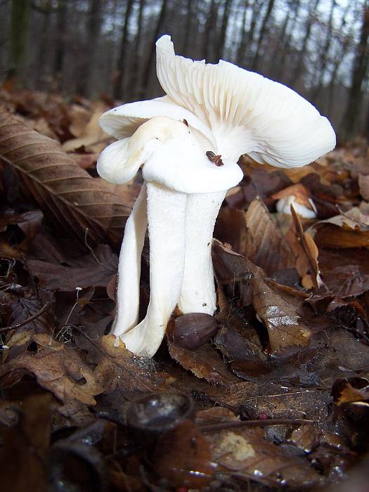 šťavnačka slonovinová Hygrophorus eburneus (Bull.) Fr.