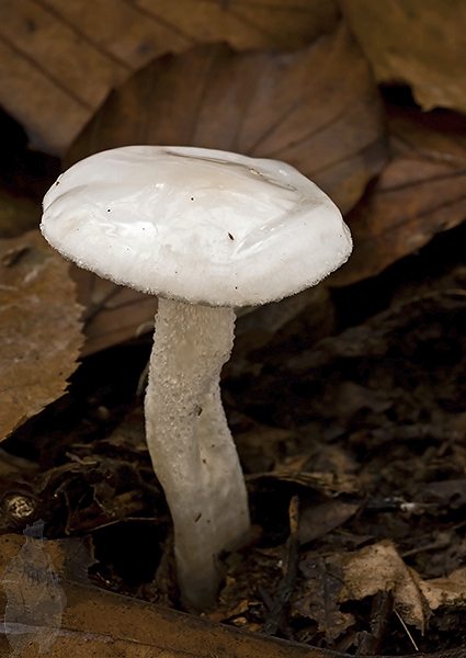 šťavnačka slonovinová Hygrophorus eburneus (Bull.) Fr.