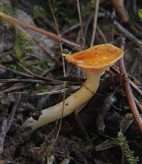 šťavnačka mrazová zlatá Hygrophorus hypothejus var. aureus (Arrh.) Imler