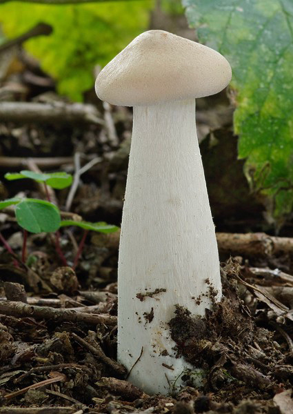 strmuľka veľká Infundibulicybe geotropa (Bull.) Harmaja