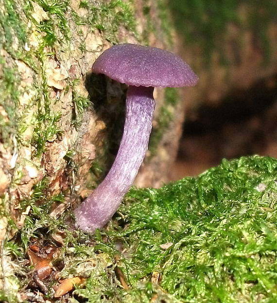 lakovka ametystová Laccaria amethystina (Huds.) Cooke