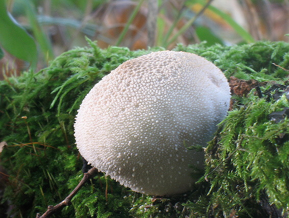 prášnica bradavičnatá Lycoperdon perlatum Pers.