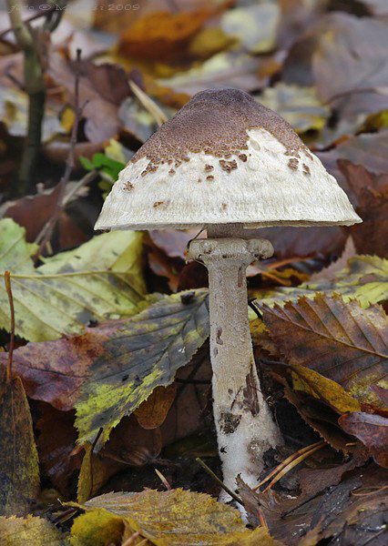 bedľa Konradova Macrolepiota konradii (Huijsman ex P.D. Orton) M.M. Moser