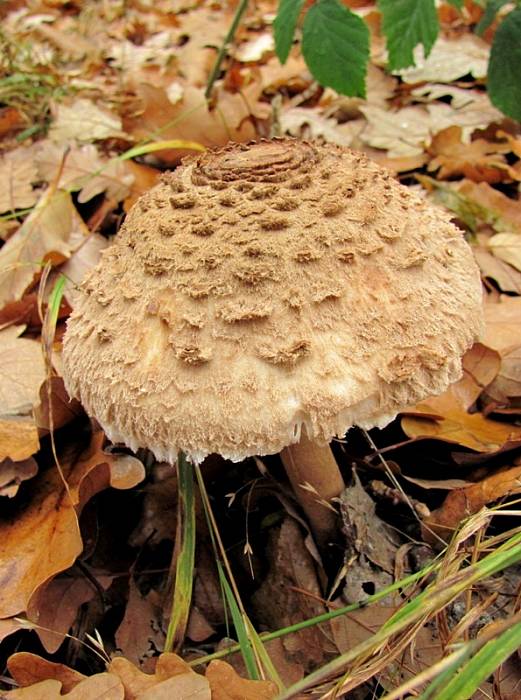 bedľa vysoká Macrolepiota procera (Scop.) Singer