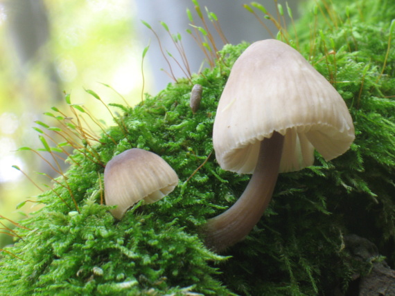 prilbička ryhovaná ? Mycena polygramma ?