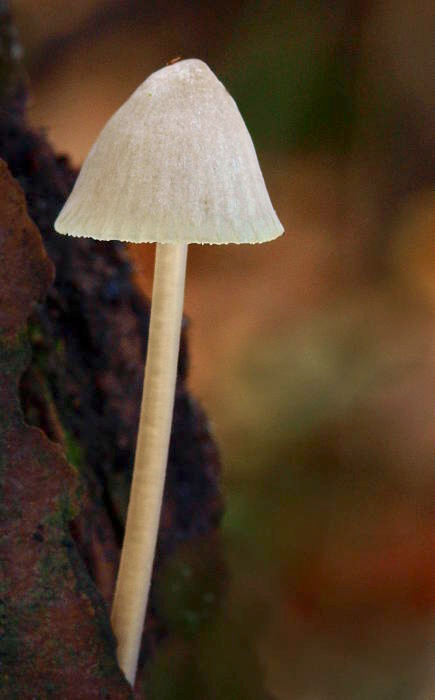 prilbička Mycena sp.