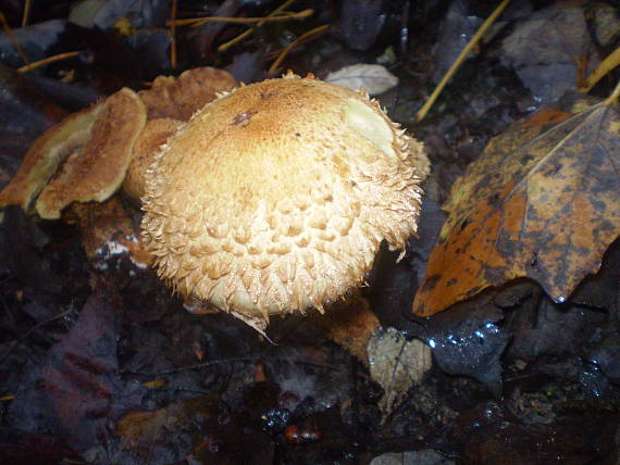 šupinovka Pholiota sp.