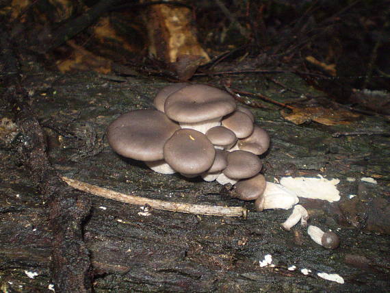 hliva ustricovitá Pleurotus ostreatus (Jacq.) P. Kumm.