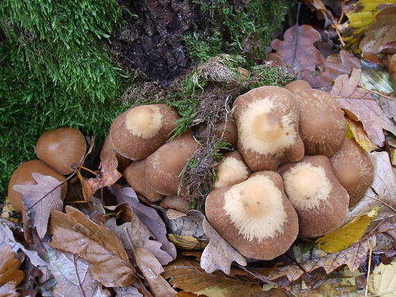 drobuľka vodomilná Psathyrella piluliformis (Bull.) P.D. Orton