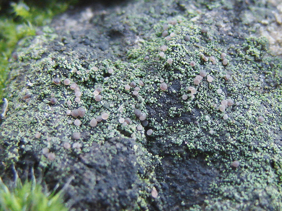 šálečka zrnitá (cz) Trapeliopsis granulosa (Hoffm.) Lumbsch