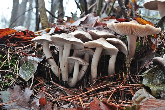 čírovka zemná Tricholoma terreum (Schaeff.) P. Kumm.