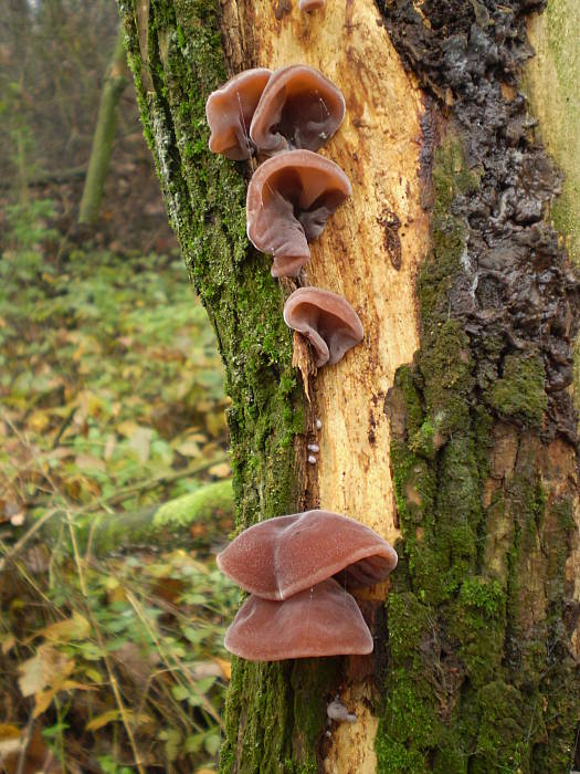 uchovec bazový Auricularia auricula-judae (Bull.) Quél.