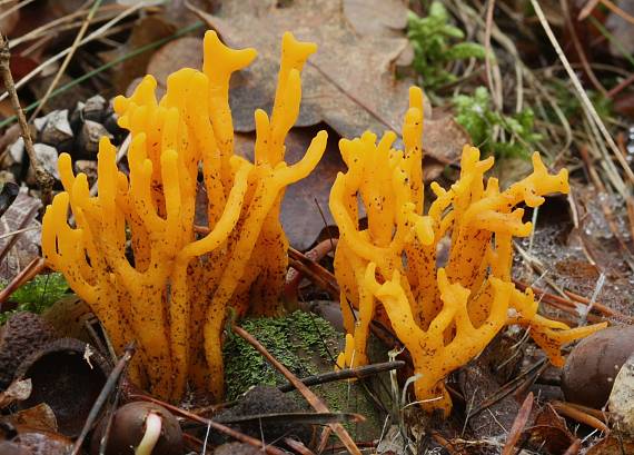 parôžkovec lepkavý Calocera viscosa (Pers.) Fr.