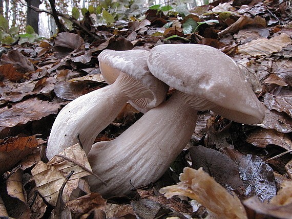 strmuľka inovaťová-strmělka mlženka Clitocybe nebularis (Batsch) P. Kumm.