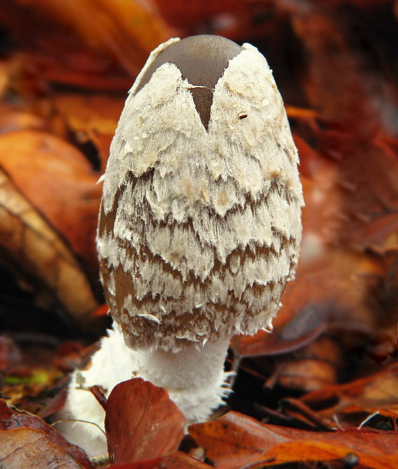 hnojník strakatý Coprinopsis picacea (Bull.) Redhead, Vilgalys & Moncalvo