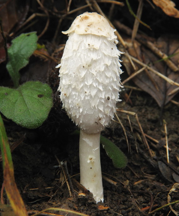 hnojník obyčajný Coprinus comatus (O.F. Müll.) Pers.