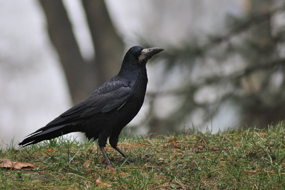 havran poľný Corvus frugilegus
