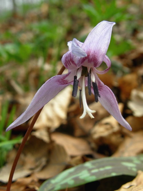 kandik psí zub Erythronium dens-canis L.