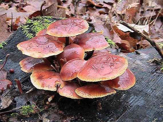 plamienka zimná Flammulina velutipes (Curtis) Singer