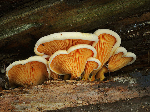 líška oranžová Hygrophoropsis aurantiaca (Wulfen) Maire