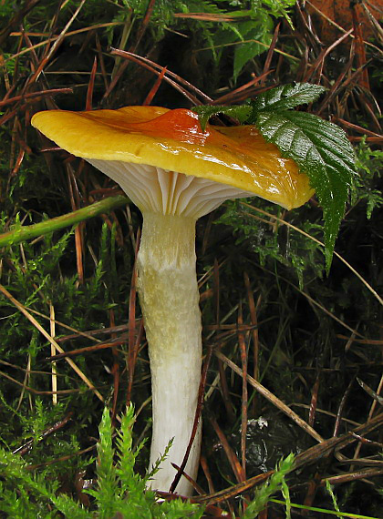 šťavnačka mrazová zlatá Hygrophorus hypothejus var. aureus (Arrh.) Imler