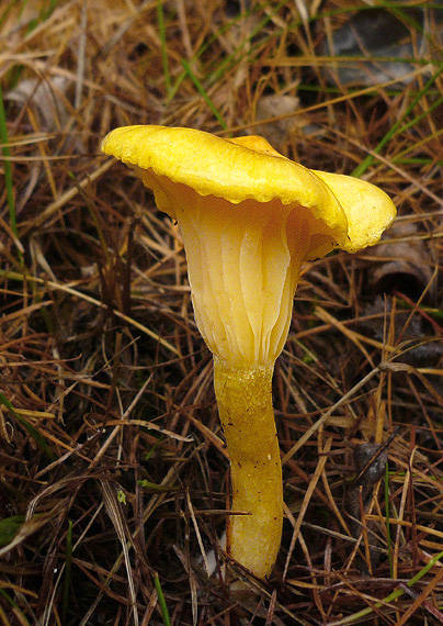 šťavnačka smrekovcová Hygrophorus lucorum Kalchbr.