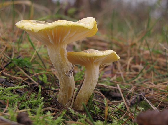 šťavnačka smrekovcová-šťavnatka modřínová Hygrophorus lucorum Kalchbr.