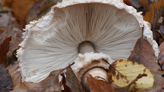 bedľa vysoká  Macrolepiota procera var. pseudo-olivascens  Bellù & Lanzoni