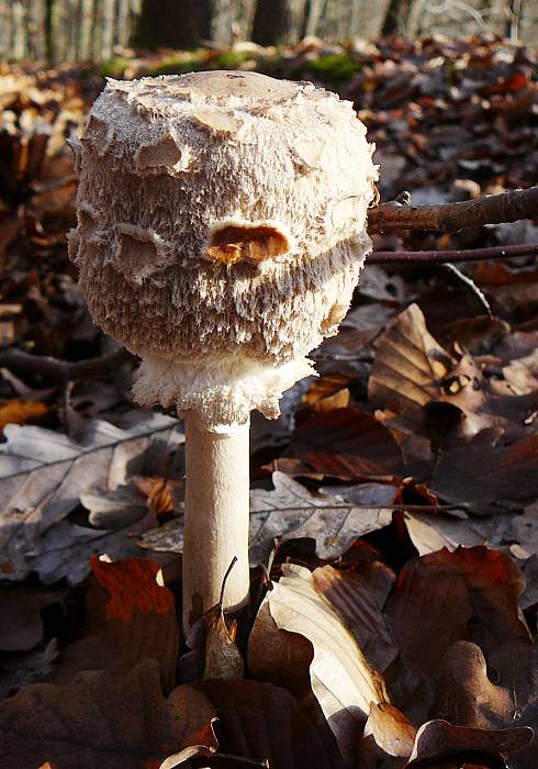 bedľa vysoká Macrolepiota procera (Scop.) Singer