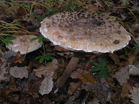 bedľa vysoká Macrolepiota procera (Scop.) Singer