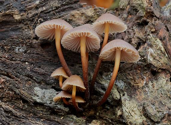 prilbička naklonená? Mycena inclinata? (Fr.) Quél.