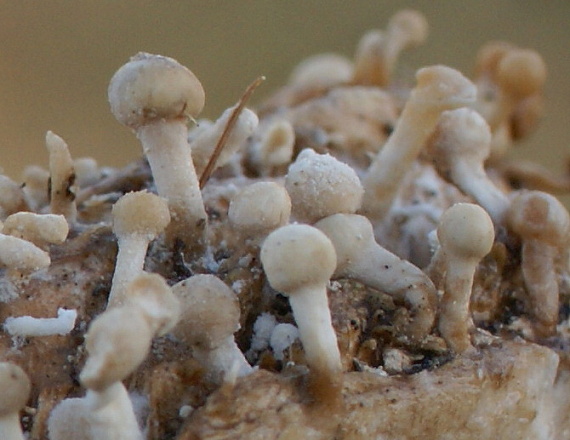 rohovinovka obyčajná Onygena equina (Willd.) Pers.